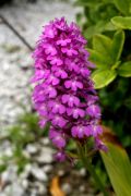 Anacamptis pyramidalis